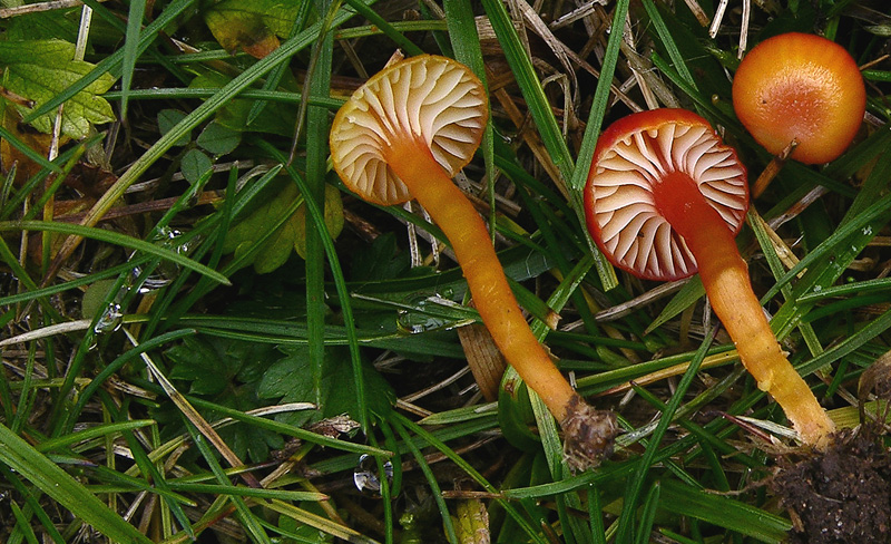 Diverse Hygrocybe da determinare/confermare.